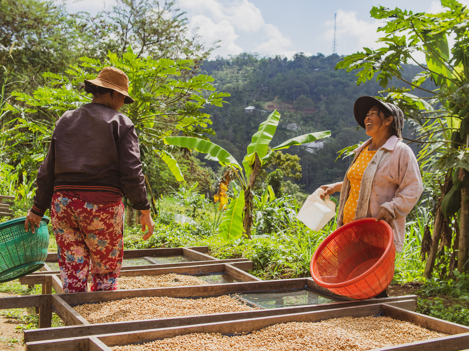 Direct trade Natural organic Coffee farming in Bali Indonesia オーガニックスペシャルティーコーヒー バリ島 インドネシア 有機栽培コーヒー ダイレクトトレード SDGS