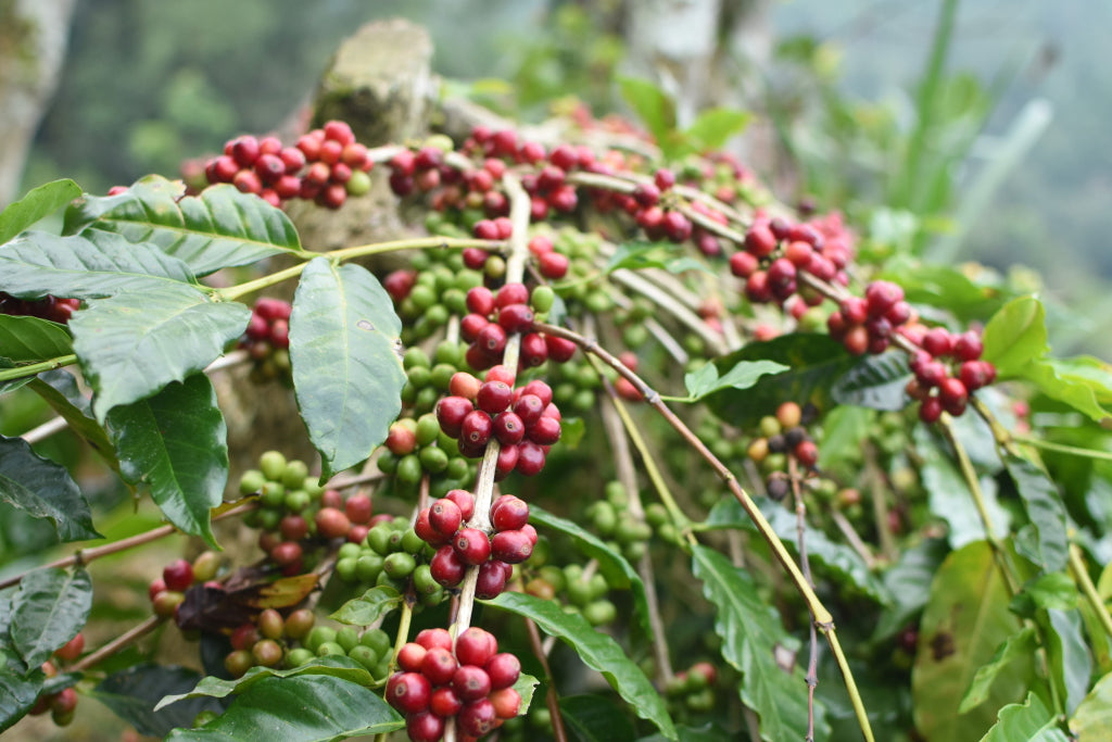 【ドリップバッグ】バリ・ウォッシュド 自家製天然酵母発酵・聖水仕込