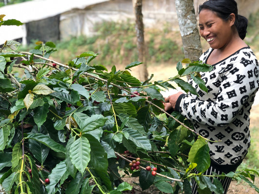 【ドリップバッグ5個セット】バリ・ウォッシュド 自家製天然酵母発酵・聖水仕込