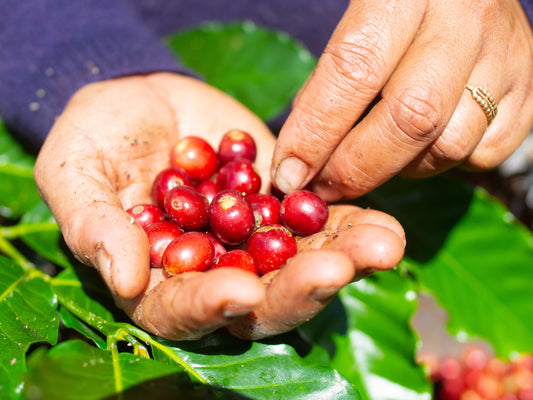 【生豆】バリ・ウォッシュド 自家製天然酵母発酵・聖水仕込 1kg