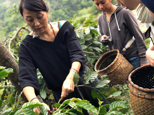 【ドリップバッグ】バリ・ウォッシュド YUKIスペシャルロット