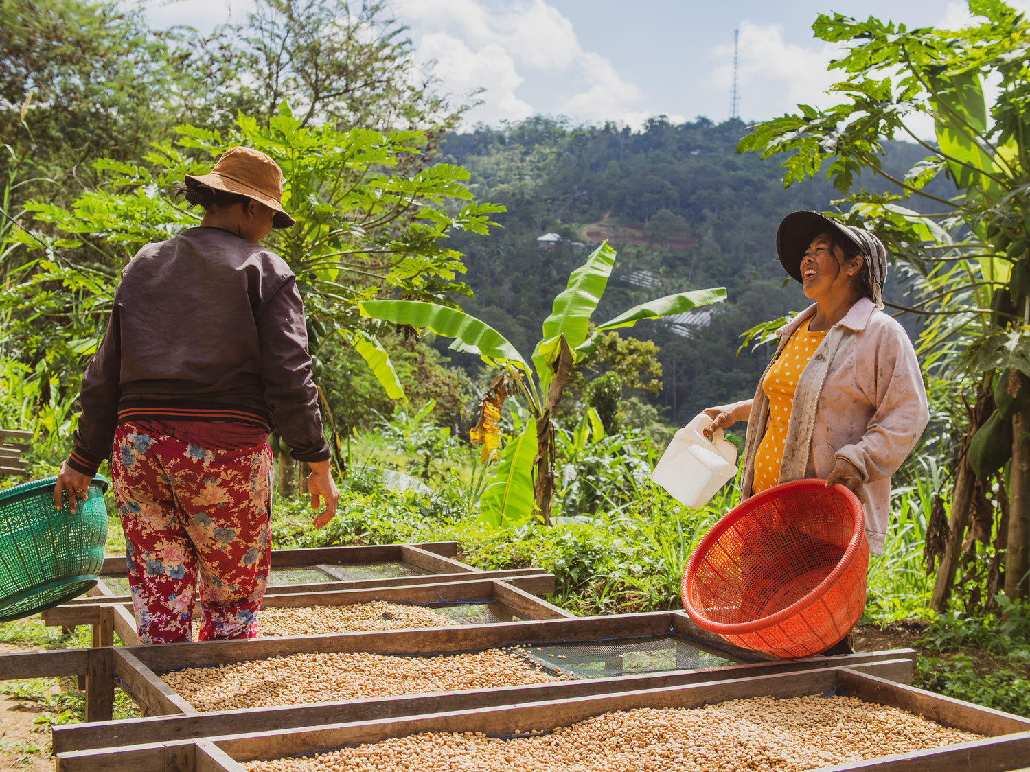 Direct trade Natural organic Coffee farming in Bali Indonesia オーガニックスペシャルティーコーヒー　バリ島　インドネシア　有機栽培コーヒー　ダイレクトトレード　SDGS