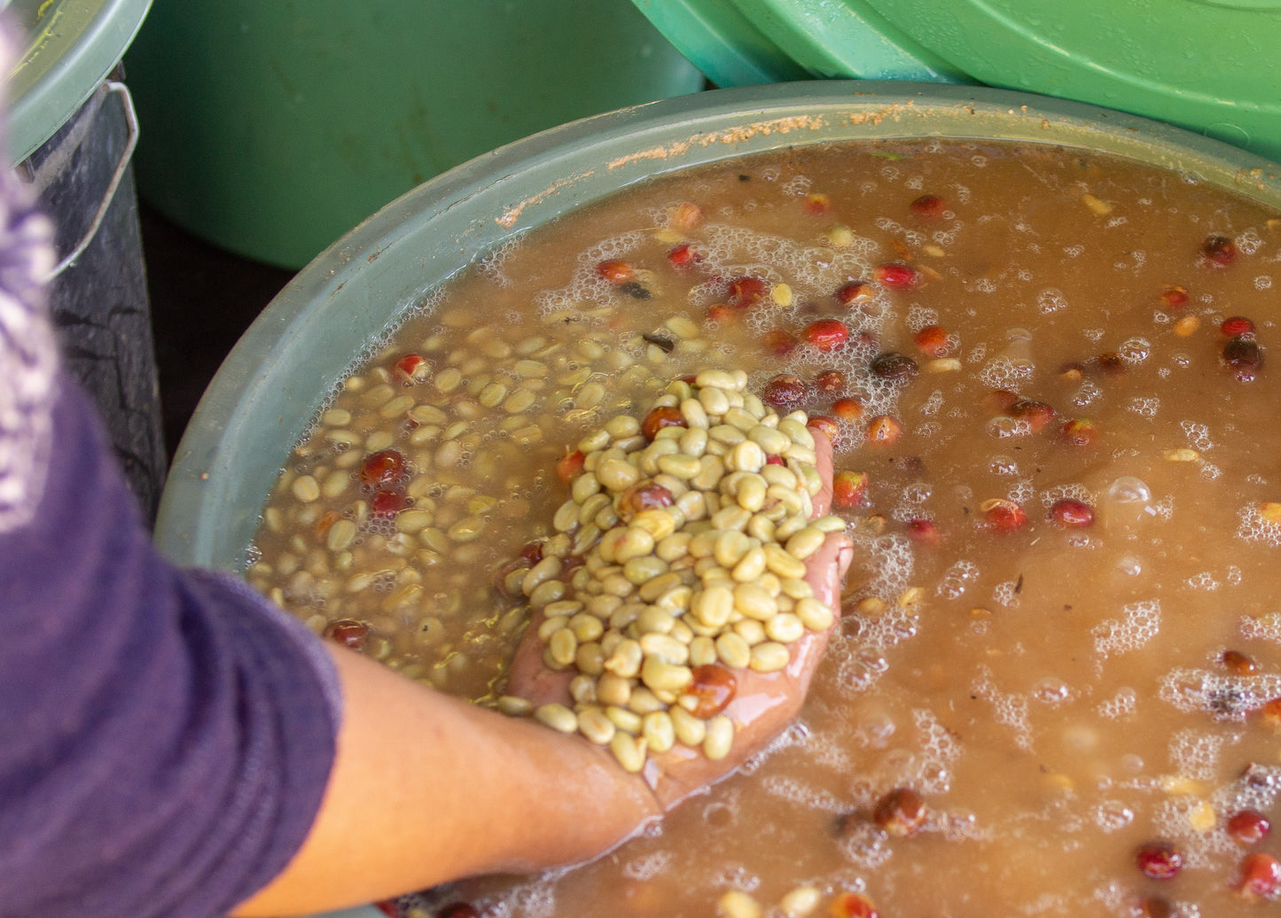 【焙煎豆】バリ・ウォッシュド 自家製天然酵母発酵・聖水仕込 100g